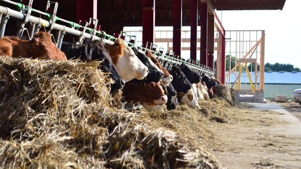 Dairy cows feed on fodder.