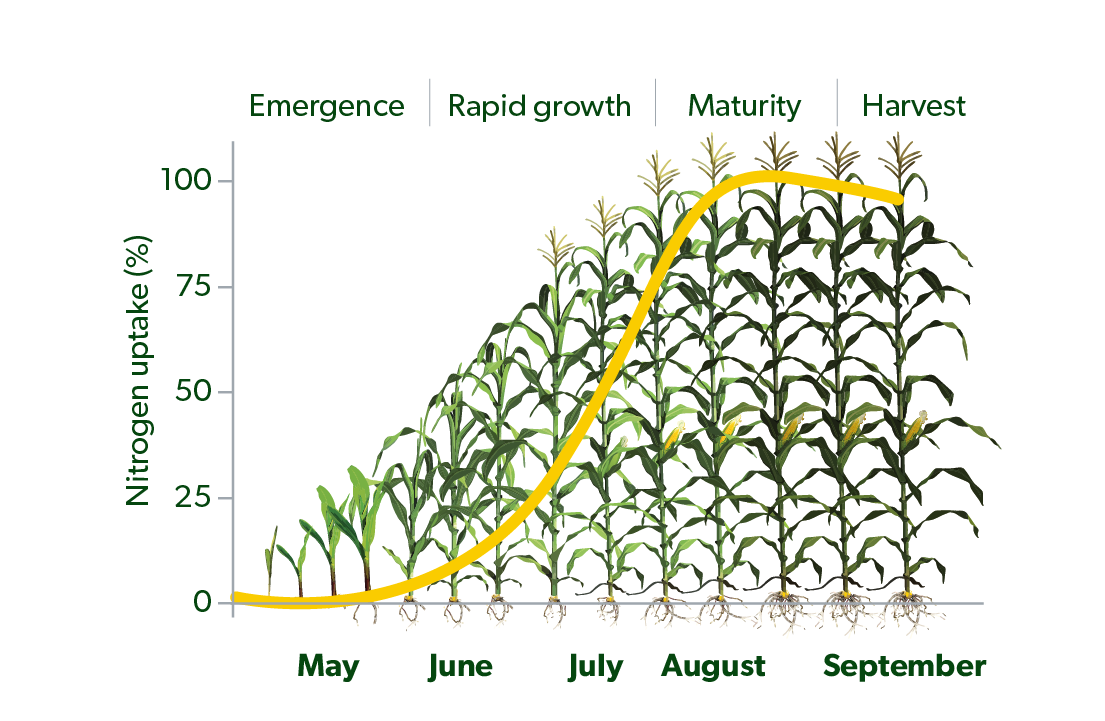 Graph showing nitrogen uptake at each stage of corn growth.