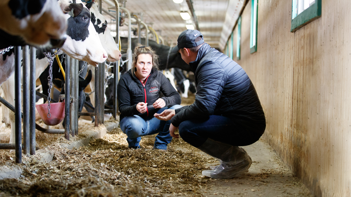 Une productrice et un expert-conseil évaluent la qualité du fourrage et discutent des nouveautés en production laitière.