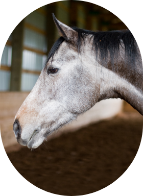 Un cheval gris en santé vue de profil dans un manège intérieur. 