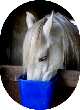 Un cheval blanc mange de la moulée dans une mangeoire dans son box.