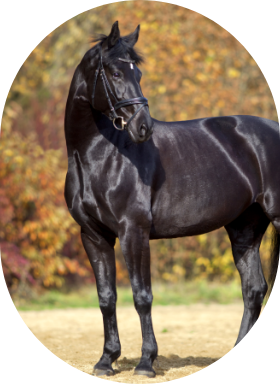 Un cheval noir musclé porte un licou à l'extérieur. 
