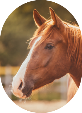 Un cheval alezan à l'extérieur, vue de profil.