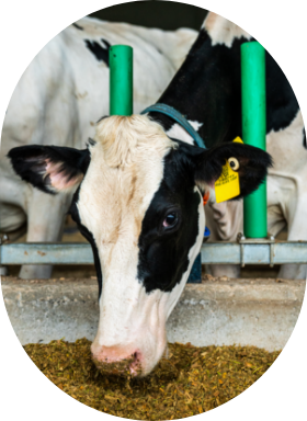 Une vache laitière en période de transition se nourrit de fourrage mélangé avec les produits de la gamme Transilac de Sollio Agriculture.
