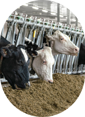 Des vaches laitières se nourrissent de fourrage mélangé avec les produits de la gamme Synchro.