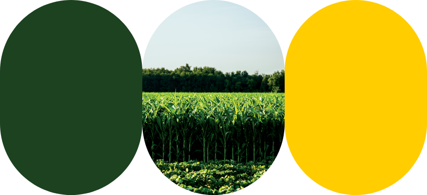 Un champ de maïs en santé grâce à l'application des bons produits de protection des cultures. 