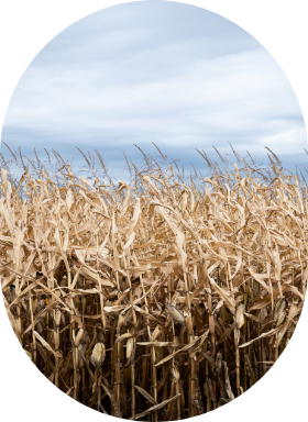 Un champ de maïs prêt pour la récolte à l'automne. 