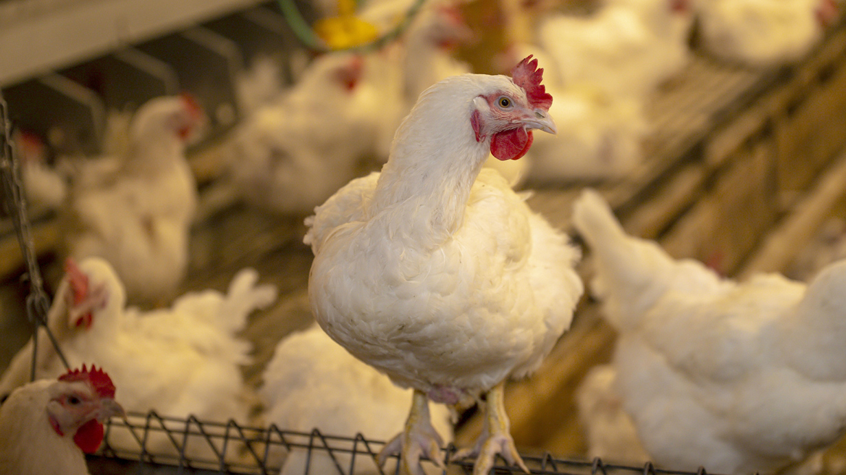 Un élevage de poules à la ferme de reproduction de Sollio Agriculture,